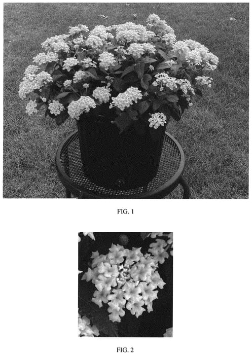 Figure 1 of US plant patent PP33951, the photograph of Balshamochl printed in the patent.