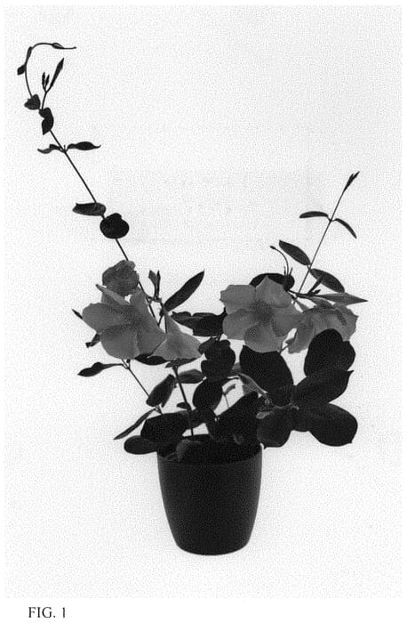 Figure 1 of US plant patent PP33952, the photograph of Lannewhampshire printed in the patent.