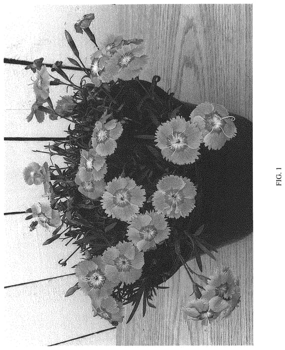 Figure 1 of US plant patent PP33953, the photograph of G18144 printed in the patent.