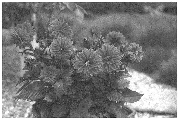 Figure 1 of US plant patent PP33954, the photograph of KLEDH20215 printed in the patent.