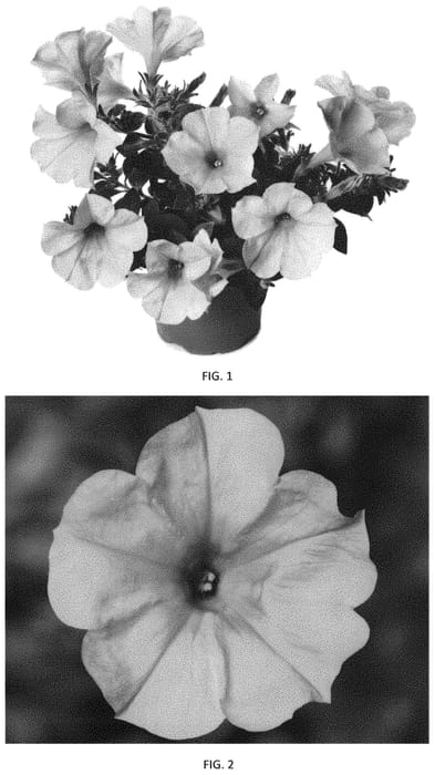 Figure 1 of US plant patent PP33955, the photograph of PEHY0064 printed in the patent.