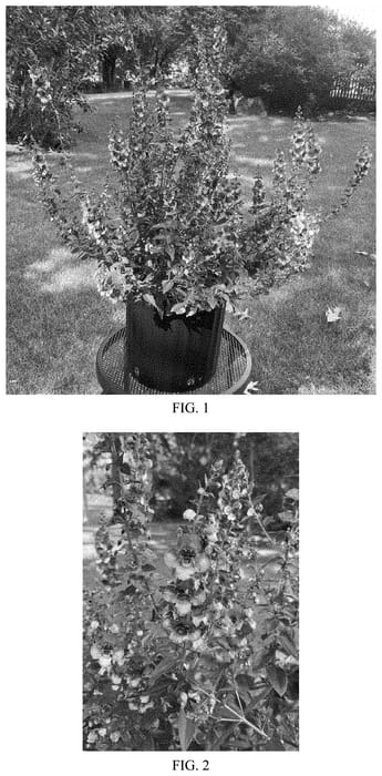 Figure 1 of US plant patent PP33956, the photograph of Baladanucb printed in the patent.