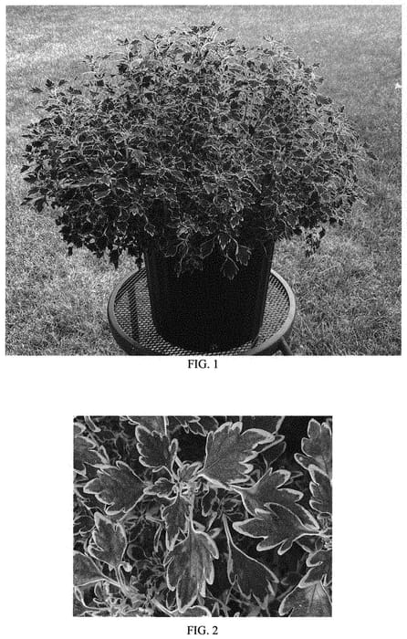 Figure 1 of US plant patent PP33957, the photograph of Balmazmick printed in the patent.