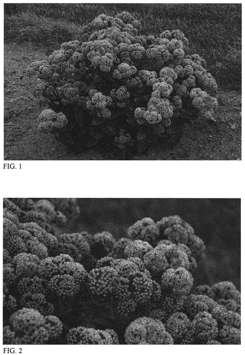 Figure 1 of US plant patent PP33958, the photograph of Coraljade printed in the patent.