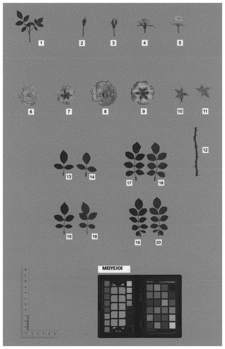 Figure 1 of US plant patent PP33959, the photograph of MEIYEJOI printed in the patent.