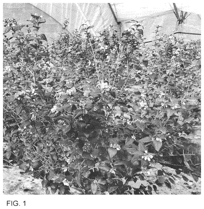 Figure 1 of US plant patent PP33960, the photograph of FV1906 printed in the patent.