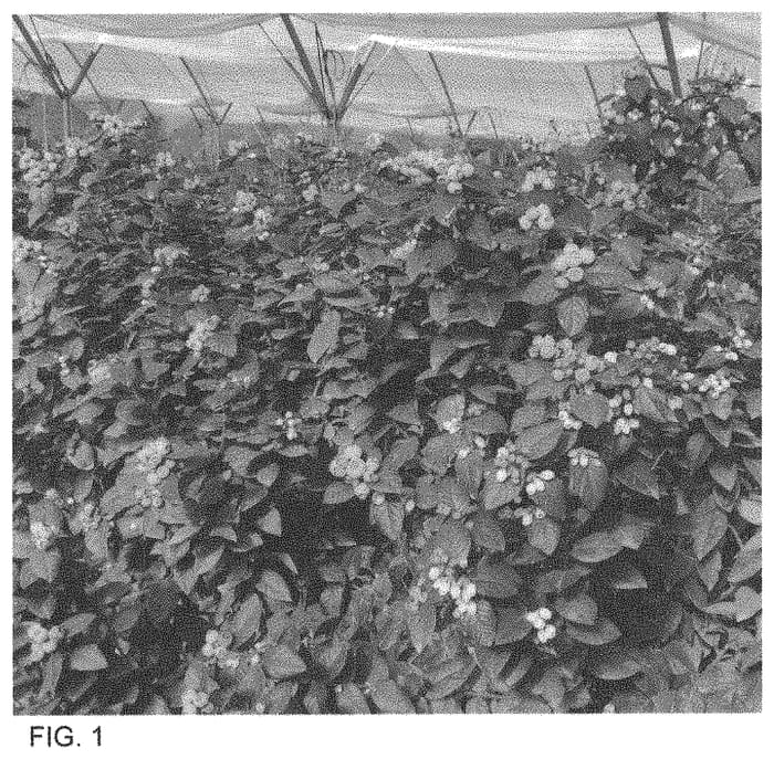 Figure 1 of US plant patent PP33961, the photograph of FV1904 printed in the patent.
