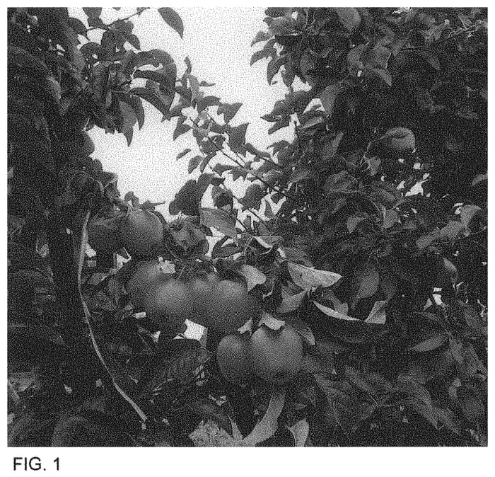 Figure 1 of US plant patent PP33962, the photograph of Pinot Prince printed in the patent.