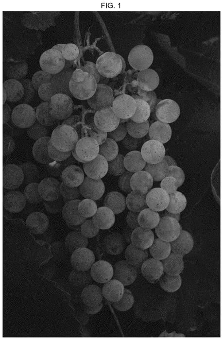 Figure 1 of US plant patent PP33963, the photograph of EJG Two printed in the patent.