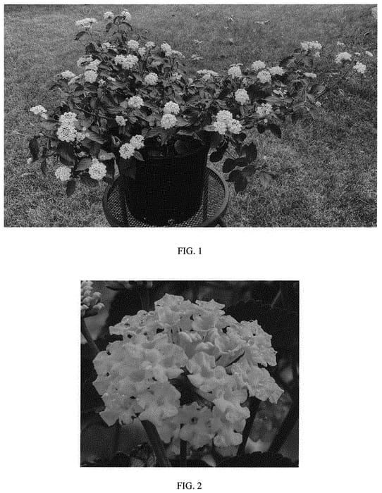 Figure 1 of US plant patent PP33964, the photograph of Balandwitim printed in the patent.