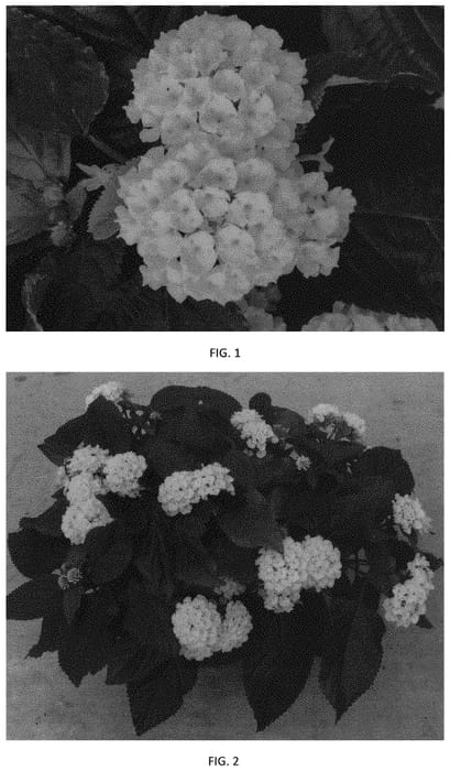 Figure 1 of US plant patent PP33965, the photograph of LANZ0040 printed in the patent.