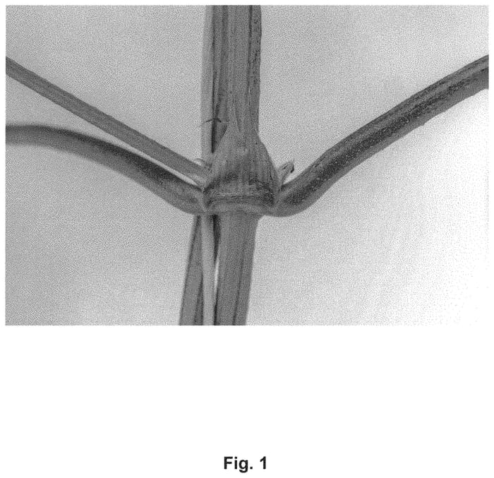 Figure 1 of US plant patent PP33966, the photograph of NZH131 printed in the patent.