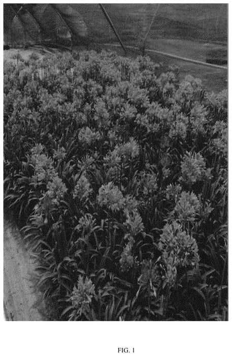 Figure 1 of US plant patent PP33968, the photograph of ALTBLOOM printed in the patent.