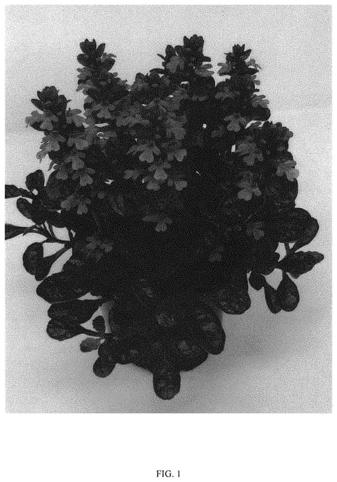 Figure 1 of US plant patent PP33969, the photograph of ABFG0413A printed in the patent.