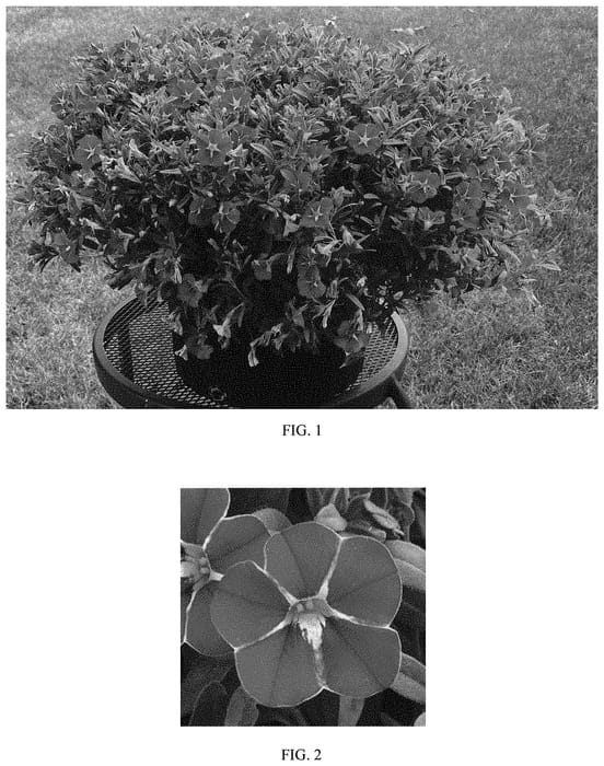 Figure 1 of US plant patent PP33970, the photograph of Balcabinstim printed in the patent.