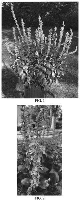 Figure 1 of US plant patent PP33971, the photograph of Balsaluchl printed in the patent.