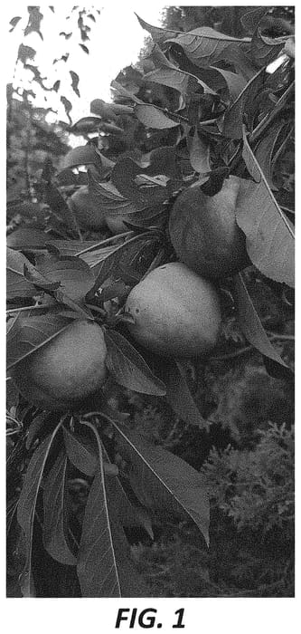 Figure 1 of US plant patent PP33972, the photograph of AJOP20 printed in the patent.