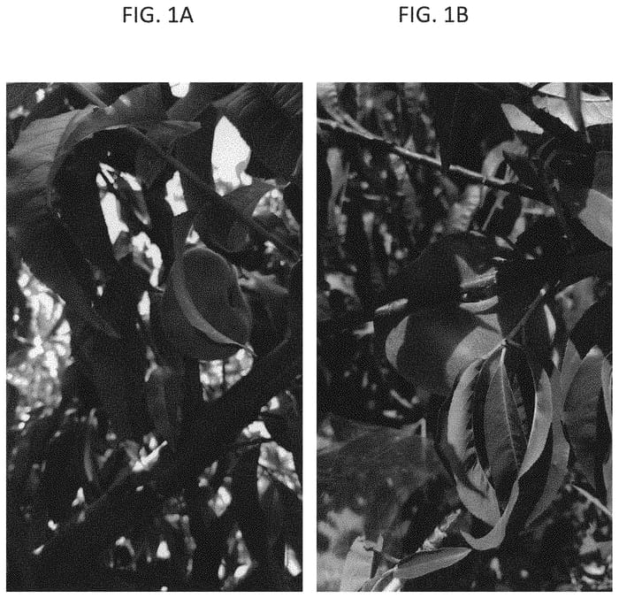 Figure 1 of US plant patent PP33973, the photograph of A-858P printed in the patent.