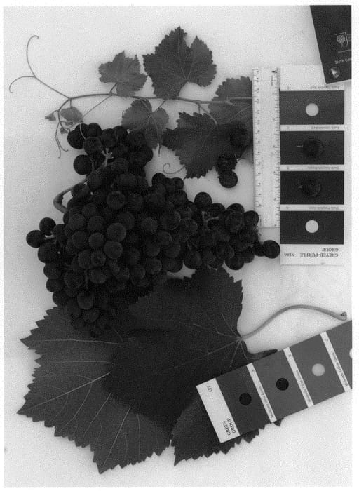 Figure 1 of US plant patent PP33974, the photograph of IFG Forty-seven printed in the patent.