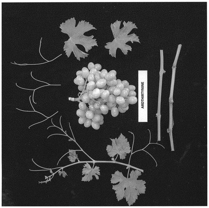 Figure 1 of US plant patent PP33975, the photograph of ARDTHIRTYNINE printed in the patent.