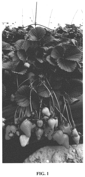 Figure 1 of US plant patent PP33976, the photograph of SRE36 printed in the patent.