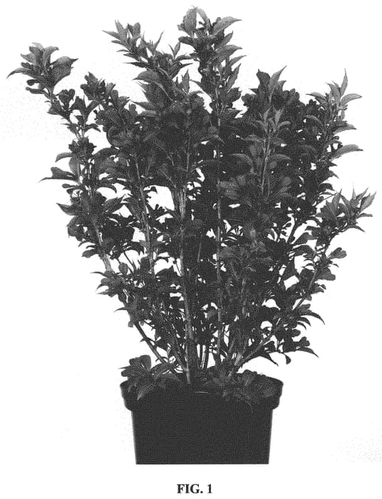 Figure 1 of US plant patent PP33977, the photograph of JS4 printed in the patent.