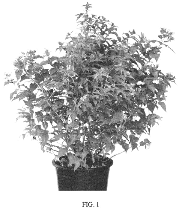 Figure 1 of US plant patent PP33978, the photograph of BOCOFIRE printed in the patent.