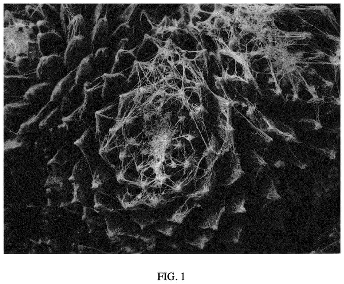 Figure 1 of US plant patent PP33979, the photograph of Belsemcob2 printed in the patent.
