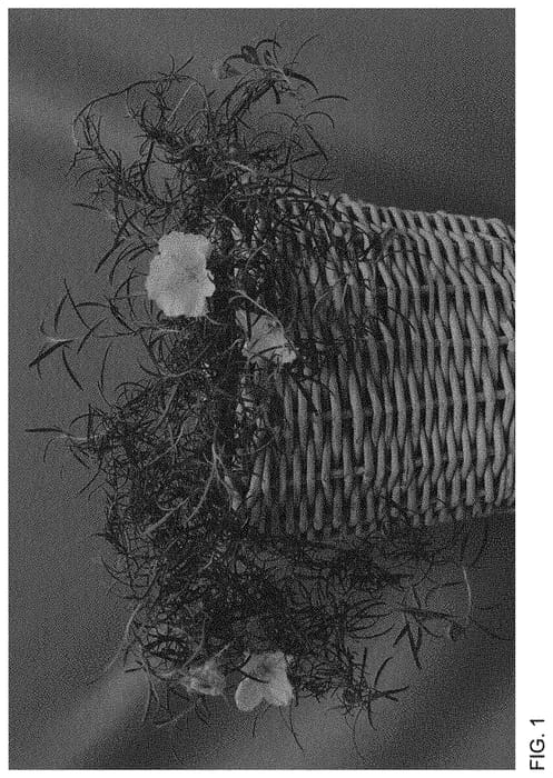 Figure 1 of US plant patent PP33980, the photograph of WNCYLALEM printed in the patent.