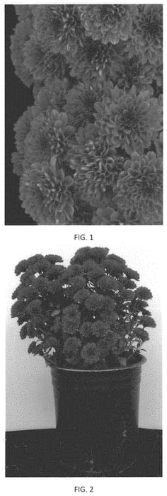 Figure 1 of US plant patent PP33981, the photograph of CIFZ0084 printed in the patent.