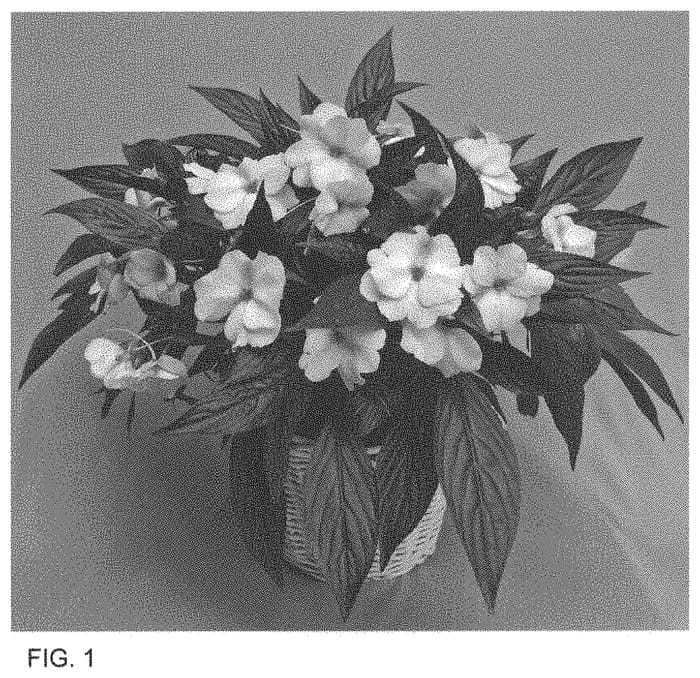Figure 1 of US plant patent PP33982, the photograph of Dongimagmior printed in the patent.