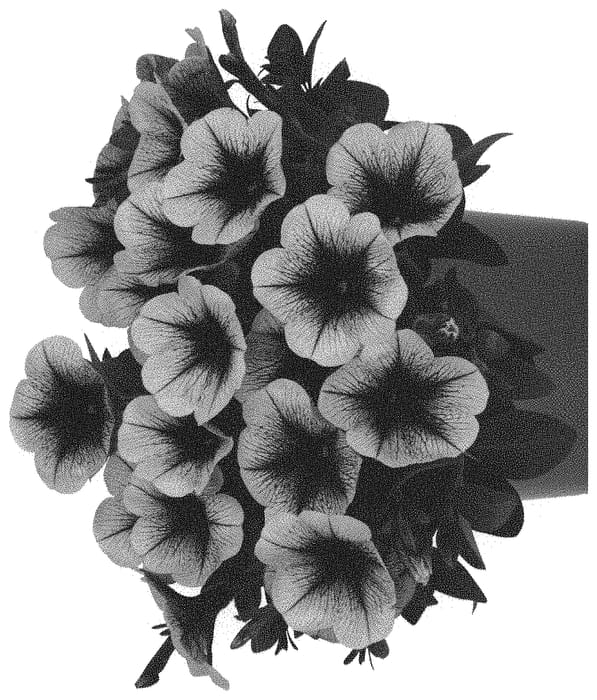 Figure 1 of US plant patent PP33983, the photograph of Dopetdurabluve printed in the patent.