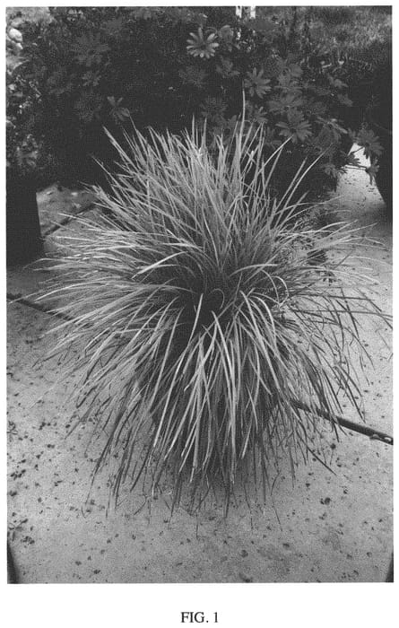 Figure 1 of US plant patent PP33984, the photograph of KM-MG24 printed in the patent.