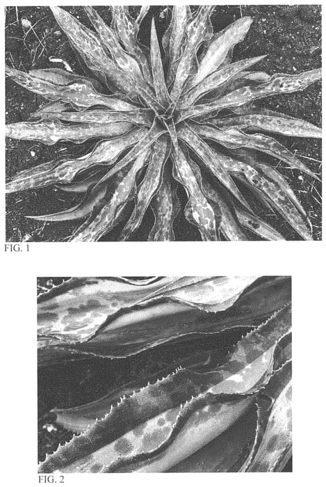 Figure 1 of US plant patent PP33985, the photograph of Dragon Lady printed in the patent.