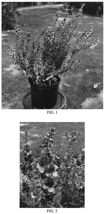 Figure 1 of US plant patent PP33986, the photograph of Baladaniob printed in the patent.