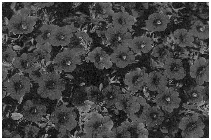 Figure 1 of US plant patent PP33987, the photograph of KLECA20538 printed in the patent.