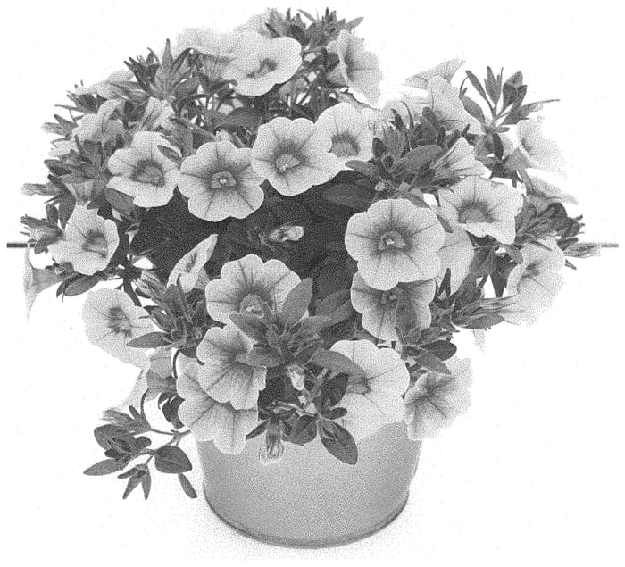 Figure 1 of US plant patent PP33988, the photograph of KLECA20803 printed in the patent.