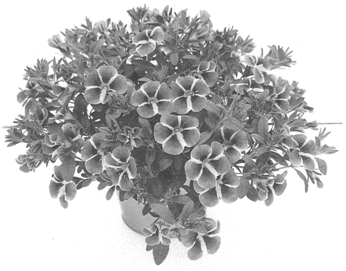 Figure 1 of US plant patent PP33989, the photograph of KLECA20810 printed in the patent.