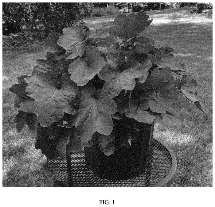 Figure 1 of US plant patent PP33991, the photograph of Carnival Cinnamon Stick printed in the patent.