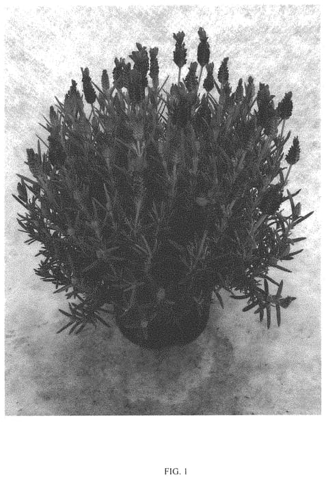Figure 1 of US plant patent PP33992, the photograph of QL1 printed in the patent.