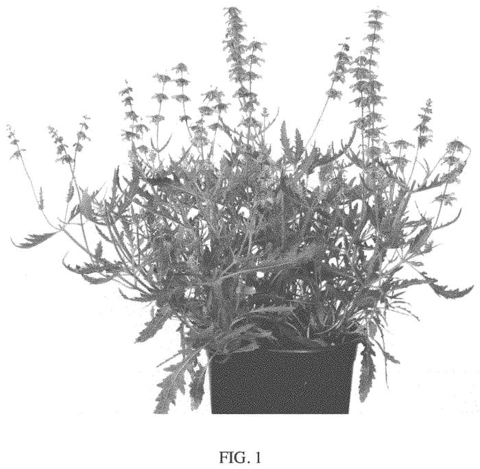 Figure 1 of US plant patent PP33993, the photograph of Bocofpea printed in the patent.