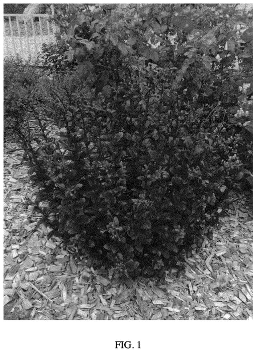 Figure 1 of US plant patent PP33994, the photograph of Dolseb printed in the patent.