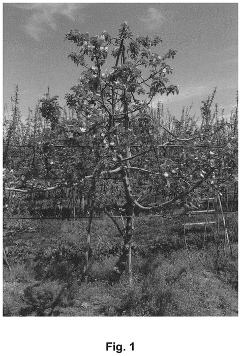 Figure 1 of US plant patent PP33995, the photograph of Takano 6 printed in the patent.
