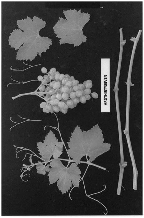 Figure 1 of US plant patent PP33996, the photograph of ARDTHIRTYSEVEN printed in the patent.
