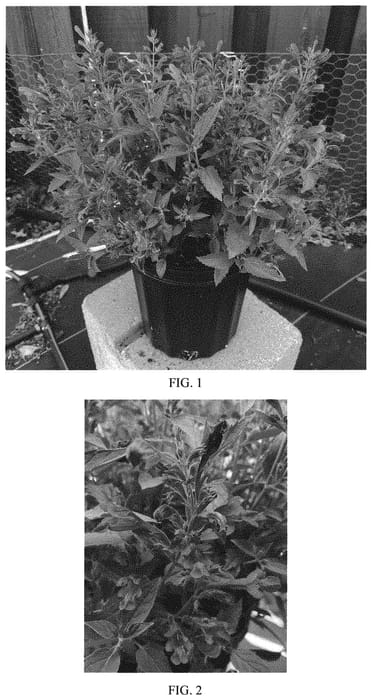 Figure 1 of US plant patent PP33997, the photograph of Balprelurp printed in the patent.