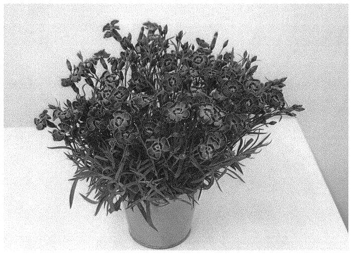 Figure 1 of US plant patent PP33998, the photograph of KLEDG20336 printed in the patent.