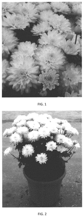 Figure 1 of US plant patent PP33999, the photograph of CIFZ0083 printed in the patent.