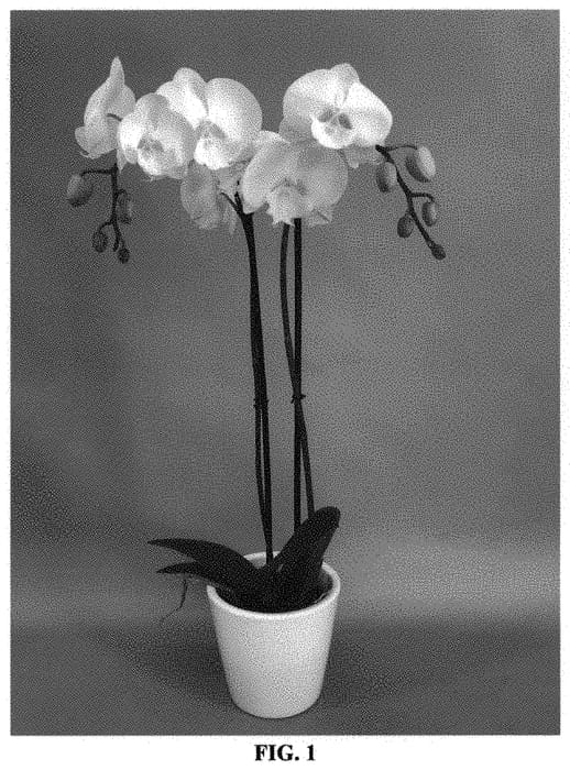 Figure 1 of US plant patent PP34000, the photograph of PHA1710186 printed in the patent.