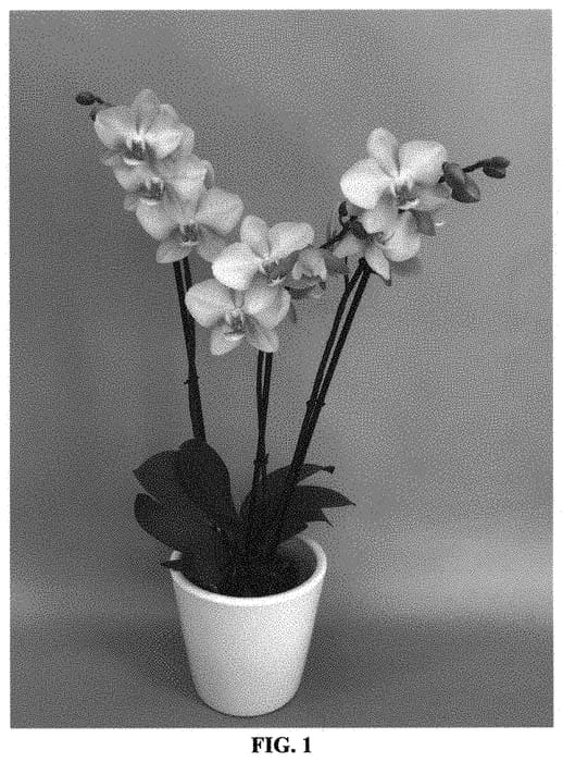 Figure 1 of US plant patent PP34001, the photograph of PHA1734832 printed in the patent.