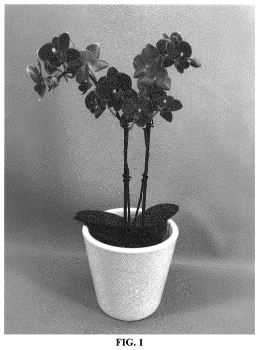 Figure 1 of US plant patent PP34002, the photograph of PHA1324166 printed in the patent.
